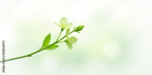 delicate green stem isolated on white background, plants, flowers, stems