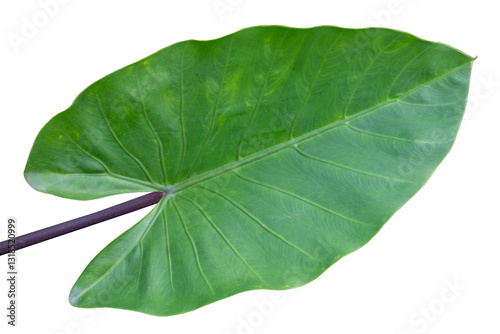 Fresh Green Taro Leaf Isolated on Transparent Background