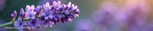 Sprig of lavender with delicate purple flowers, petals, botanical, nature