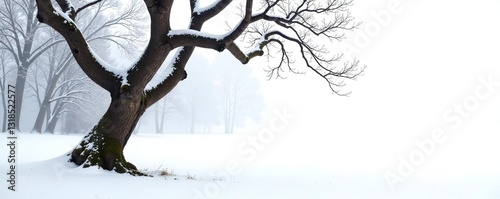 Twisted tree branches against a clean white background, branches, forest, snowy