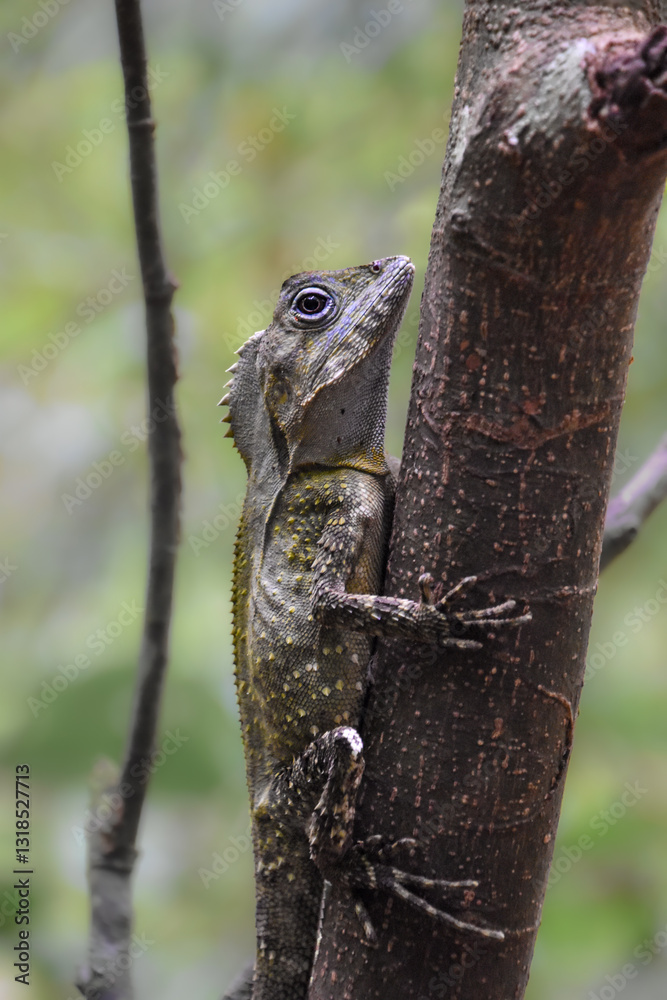 Southern angle-headed dragon (Lophosaurus spinipes) on a tree Southern angle-headed dragon (Lophosaurus spinipes) on a tree