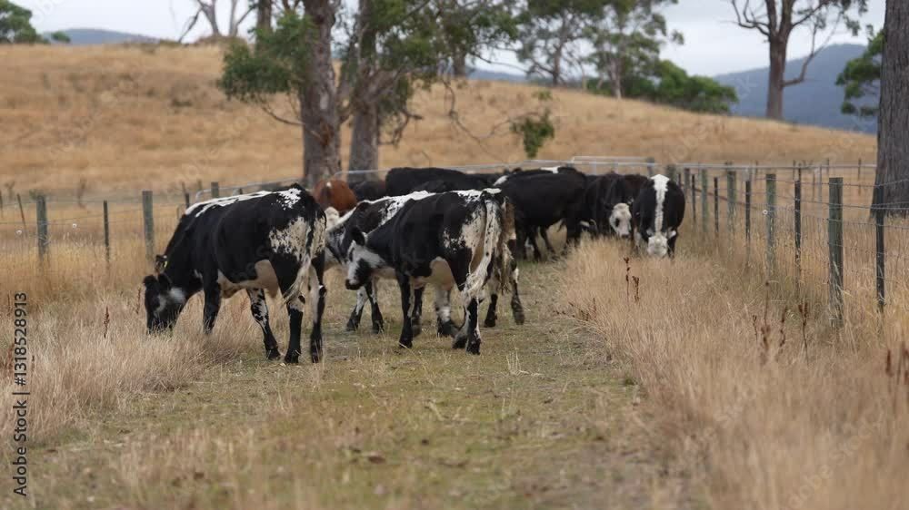 cows eating grass, livestock in a meadow, sustainable carbon neutral farming being practiced. regenerative raised cows in a field. agricultural technology innovation. cows eating grass, livestock in a meadow, sustainable carbon neutral farming being practiced. regenerative raised cows in a field. agricultural technology innovation.