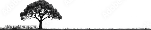 Isolated tree in stark black and white contrast, branch, tree, contrast