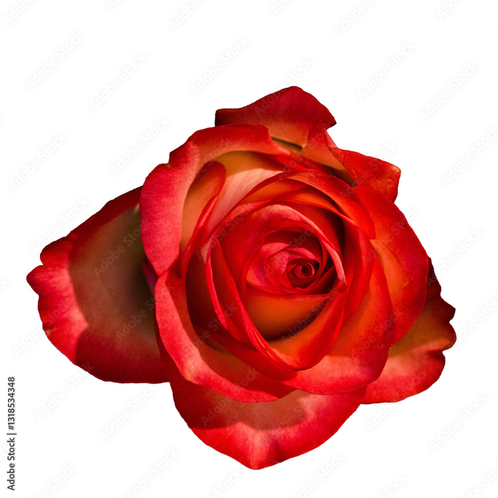 Fototapeta premium Isolated red rose bud on white background