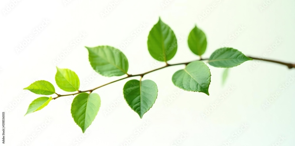 Single branch with foliage isolated on white background, Nature, Foliage Single branch with foliage isolated on white background, Nature, Foliage