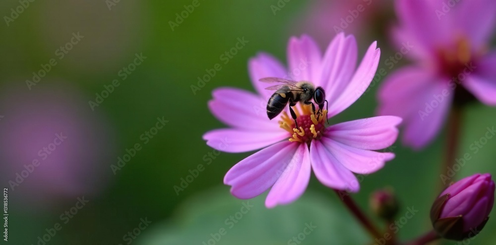 Small, dark bee on bright purple Daphne mezereum flower, flowers of daphne, small insect Small, dark bee on bright purple Daphne mezereum flower, flowers of daphne, small insect