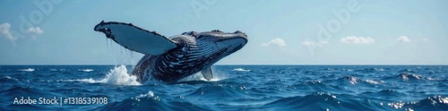 Large gray whale breaching the surface of the ocean, nature, ocean, silhouette