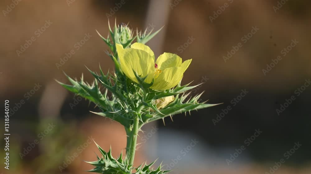 Argemone mexicana flower. Its other names Mexican poppy,  Mexican prickly poppy, flowering thistle,  cardo, and cardosantois. This a species of poppy found . It is also referred to as 