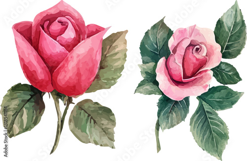 pink rose on white background