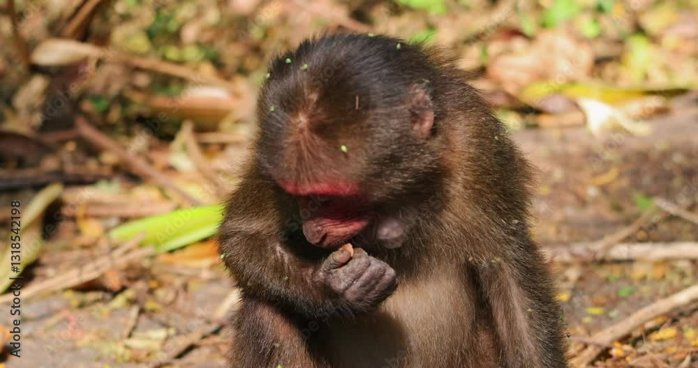 Stumptailed macaque (Macaca arctoides) sitting in a dense forest, eating with one hand while surrounded by lush green foliage. Primate behavior, ideal for wildlife conservation topics. Stumptailed macaque (Macaca arctoides) sitting in a dense forest, eating with one hand while surrounded by lush green foliage. Primate behavior, ideal for wildlife conservation topics.