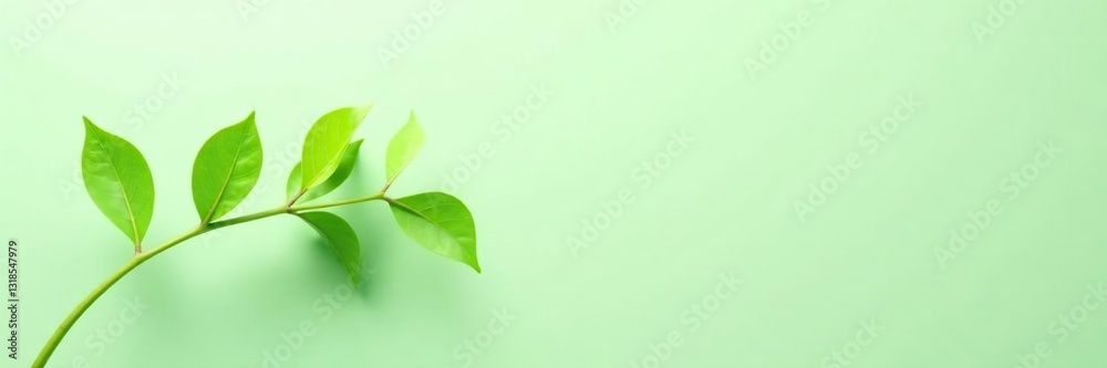 Delicate green leaves unfurl from a central stem on a plain background, greenery, natural, nature Delicate green leaves unfurl from a central stem on a plain background, greenery, natural, nature