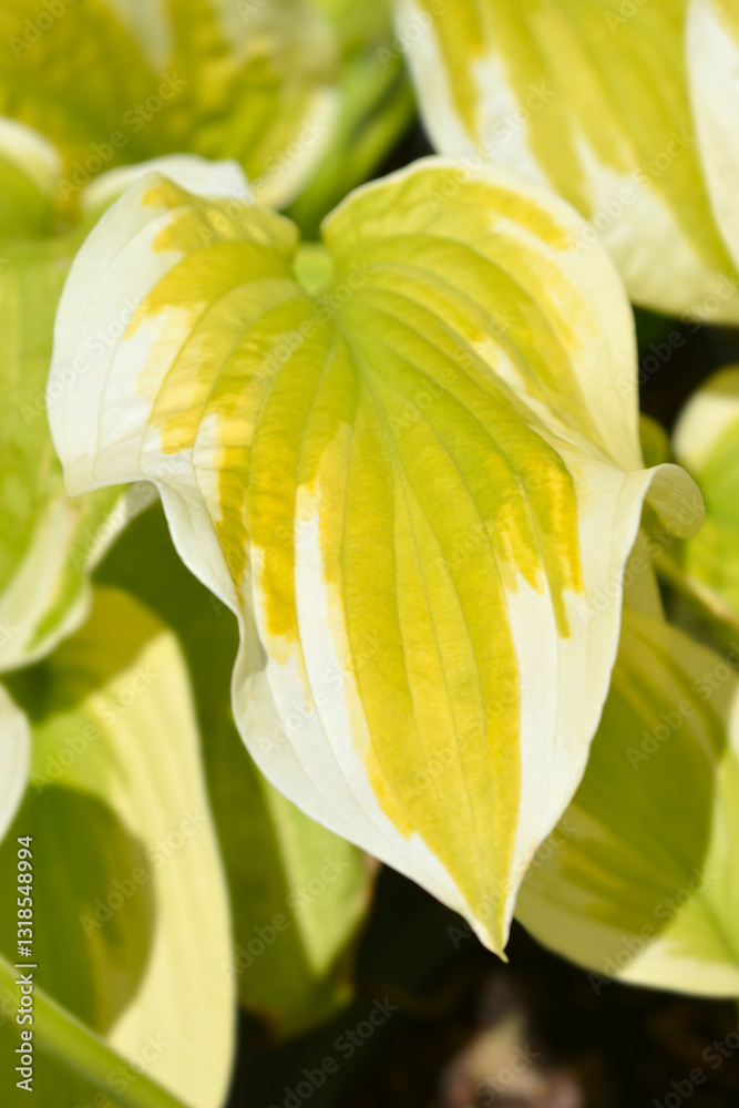 Obraz premium Hosta Delta Dawn leaves