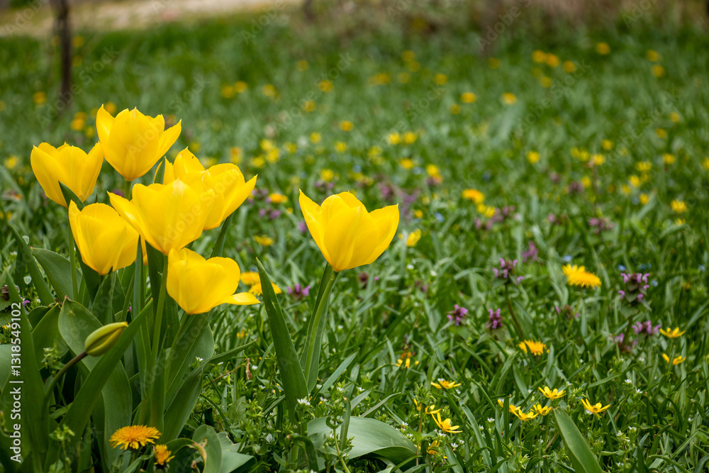 Fototapeta premium yellow tulips blooming in a spring meadow