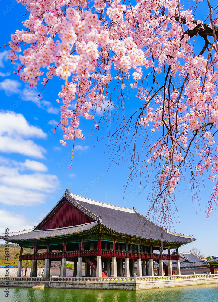 View of the beautiful cherry blossoms with a traditional Korean house next to a lake in spring in Seoul.