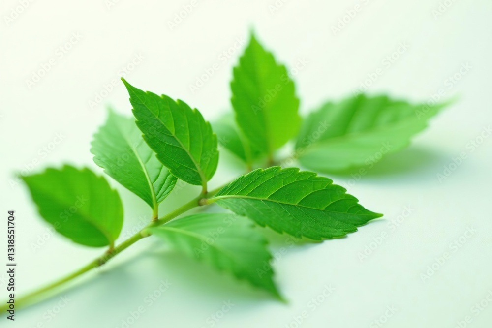 Delicate green leaves spread evenly around a stem on white background, green leaf, plant Delicate green leaves spread evenly around a stem on white background, green leaf, plant