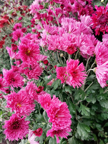 Beautiful pink of Chrysanthemums flowers outdoors. No AI tools