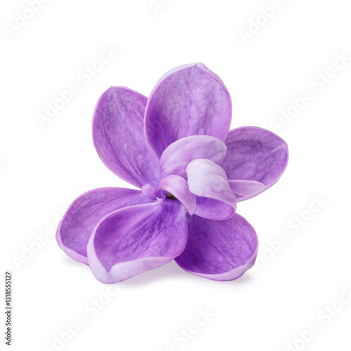 Close-up Lilac flower isolated. White background. Clipping path. No AI tools