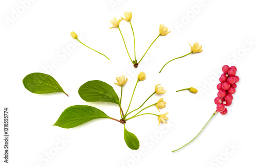 Schisandra Chinensis Medicinal Herb Plant Leaves and Fruit. Isolated on White Background. Also Magnolia-Vine, Chinese Magnolia-Vine, Schisandra, Magnolia Berry or Five-Flavor-Fruit. No AI tools