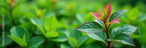 La planta con hojas moradas y verdes crece en un jard?n, leaves, vegetation, greenery