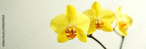 Exquisite yellow orchid with long, curved petals on pure white, yellow, orchid, flower