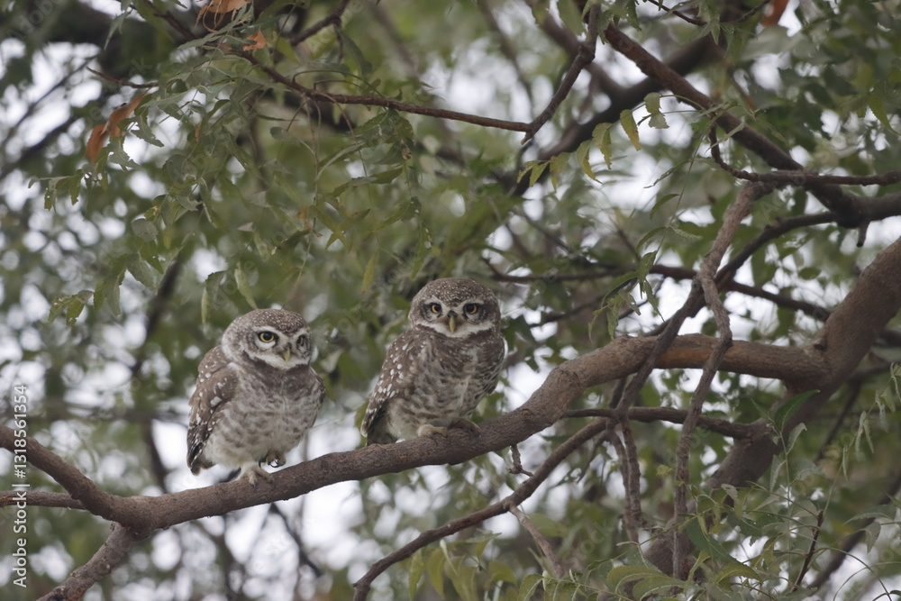 This stunning image captures an Indian Owl perched on a tree, blending seamlessly with its natural surroundings. With its piercing eyes and intricate feather patterns, owl exudes a sense of mystery This stunning image captures an Indian Owl perched on a tree, blending seamlessly with its natural surroundings. With its piercing eyes and intricate feather patterns, owl exudes a sense of mystery