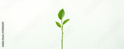 Delicate green stem isolated on white background, minimalist, verdant, green stem