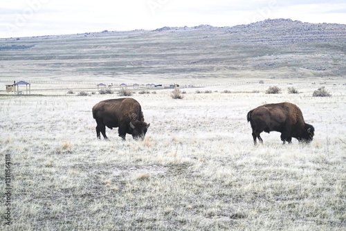 bison in antelope island