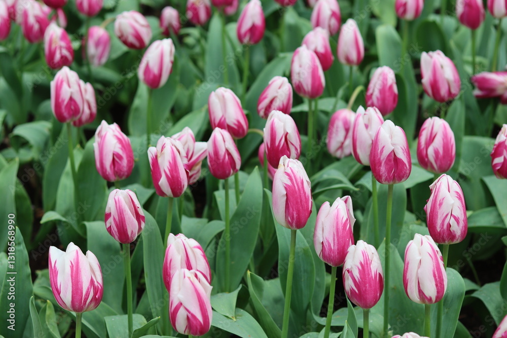Deep pink and white tulips in a spring garden Deep pink and white tulips in a spring garden