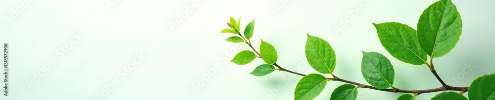 Fototapeta premium Delicate green plant leaves on white background, flowers, plant life