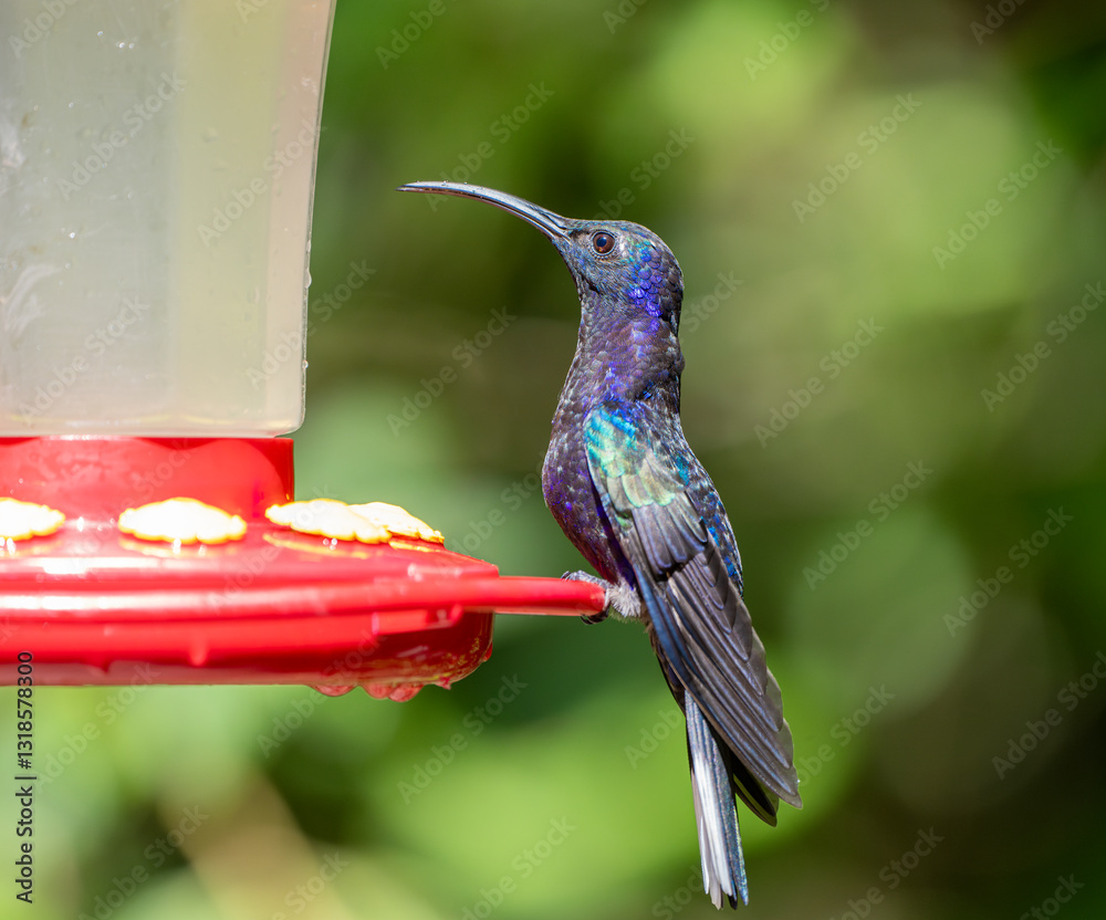 Fototapeta premium hummingbird standing on the nectar feeder