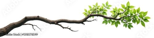 Twisted tree branch isolated on white background, nature, greenery