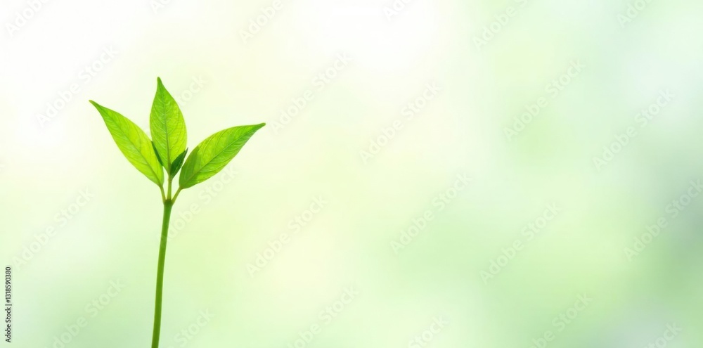 Fototapeta premium Delicate green stem isolated on white background, garden, nature