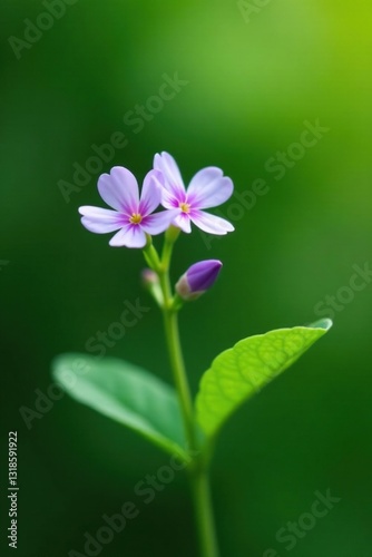 Small, delicate flowers on a leafy green stem, greenery, periwinkle