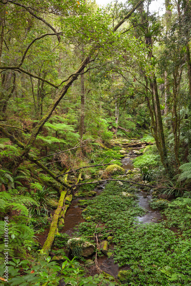Paradiesischer subtropischer Regenwald. Brindle Creek im Border Ranges Nationalpark in New South Wales, Australien. Byron Hinterland. Paradiesischer subtropischer Regenwald. Brindle Creek im Border Ranges Nationalpark in New South Wales, Australien. Byron Hinterland.