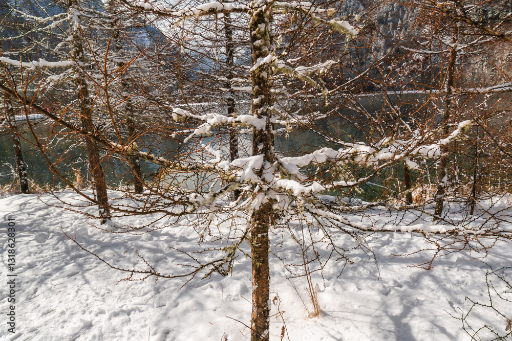 Snow covered tree branches