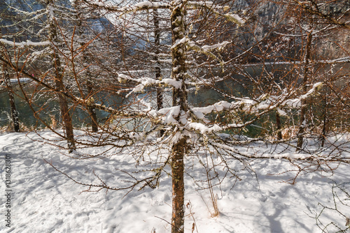 Snow covered tree branches