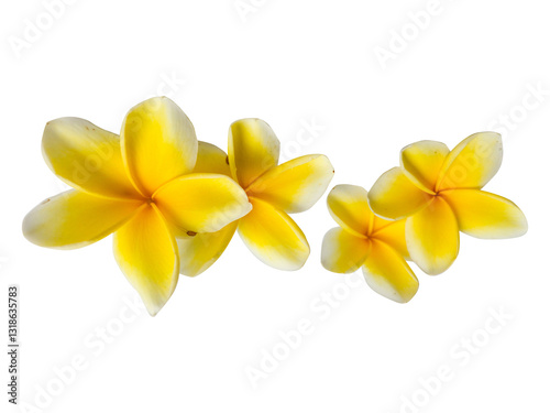 Yellow frangipani flowers arranged in a tropical beauty against a white isolated on transparent background. PNG transparency