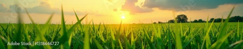 African stars and stripes on a green field symbolizing the struggle for freedom, african liberation, freedom fight