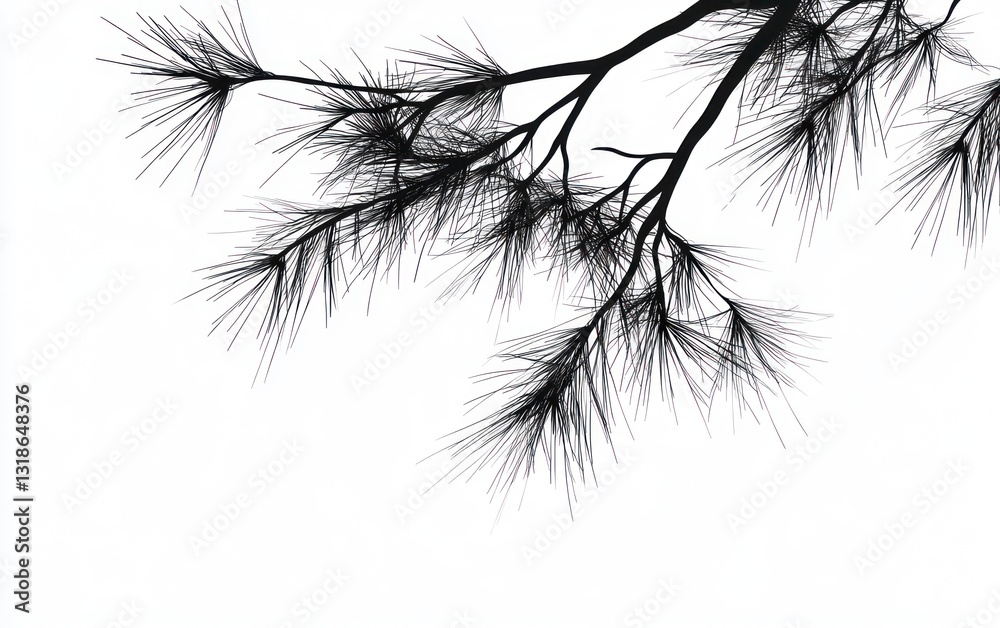 Fototapeta premium Silhouette of Pine Tree Branch on White Background for Graphic Design