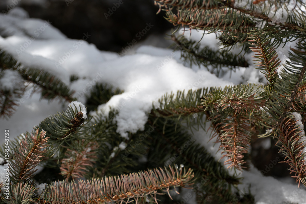 Snow covered tree branches