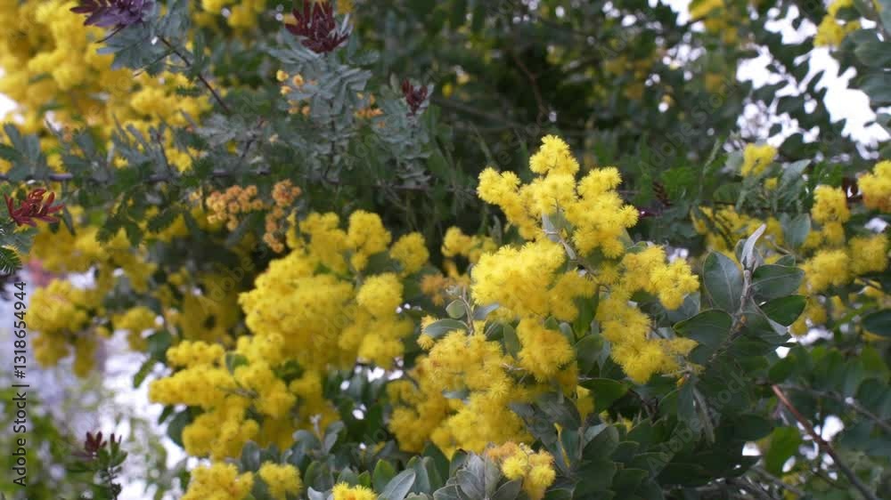 Mimosa tree with bunches of fluffy tender flowers of it. Background of yellow mimosa tree. Concept of holidays and mimosa flower decoration. Spring, Womens day, Easter greeting card. 