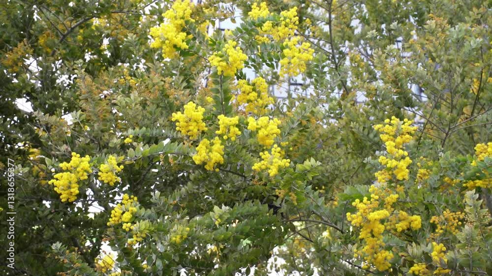 Mimosa tree with bunches of fluffy tender flowers of it. Background of yellow mimosa tree. Concept of holidays and mimosa flower decoration. Spring, Womens day, Easter greeting card. Nature background
