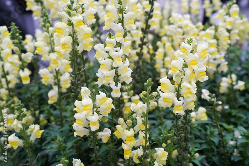 Vibrant snapdragons blooming in spring