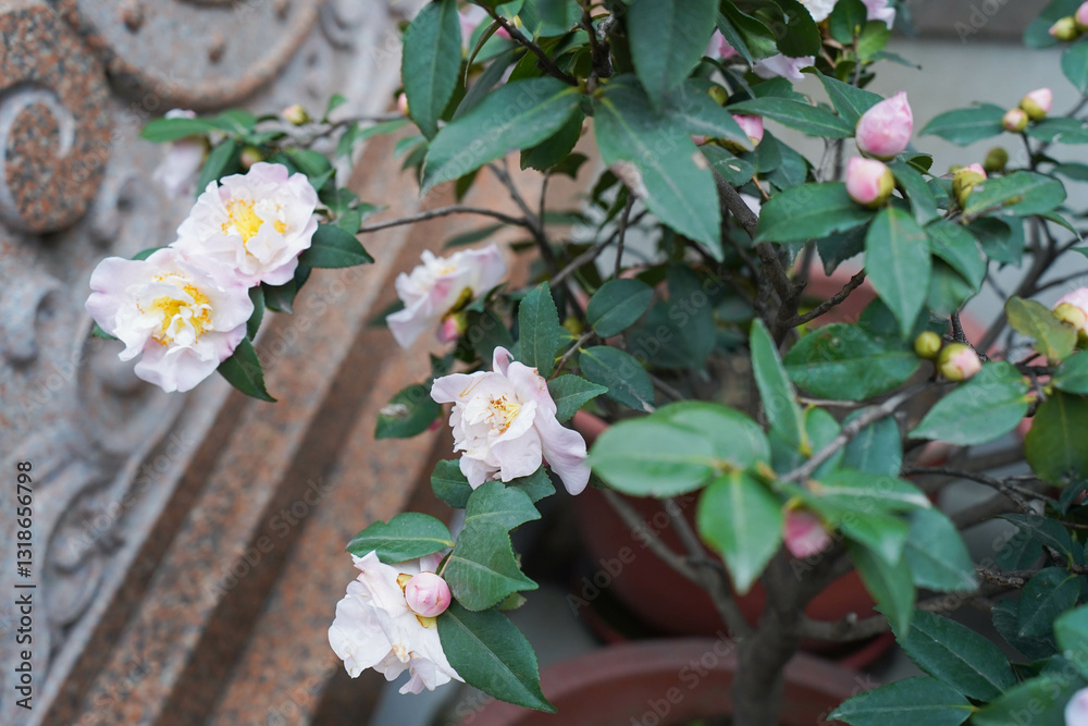 Beautiful camellia flower blooming in early spring