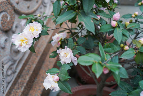 Obraz na płótnie Beautiful camellia flower blooming in early spring w salonie