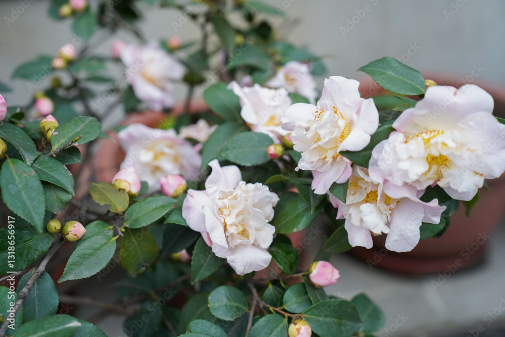 Beautiful camellia flower blooming in early spring