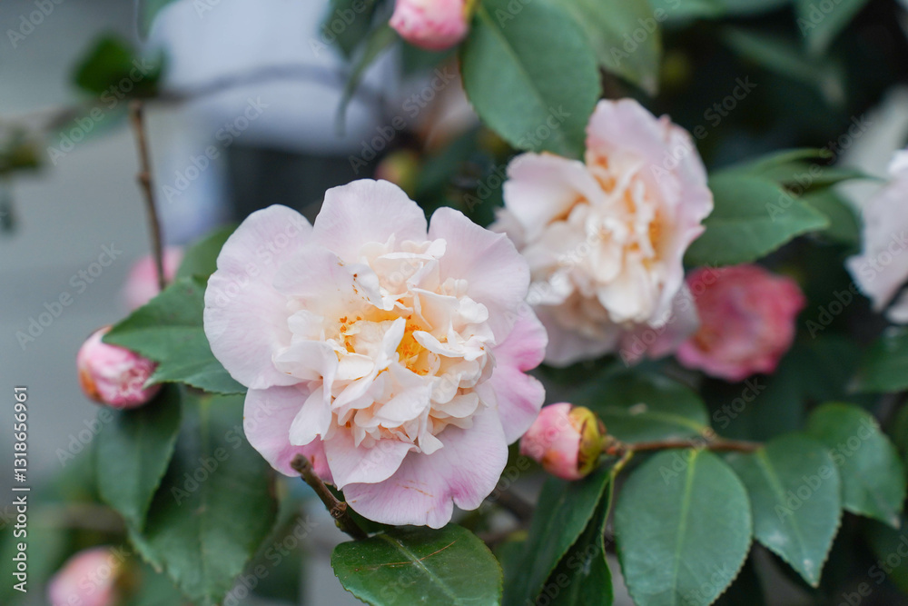 Beautiful camellia flower blooming in early spring