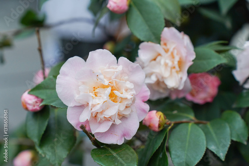 Obraz na płótnie Beautiful camellia flower blooming in early spring w salonie