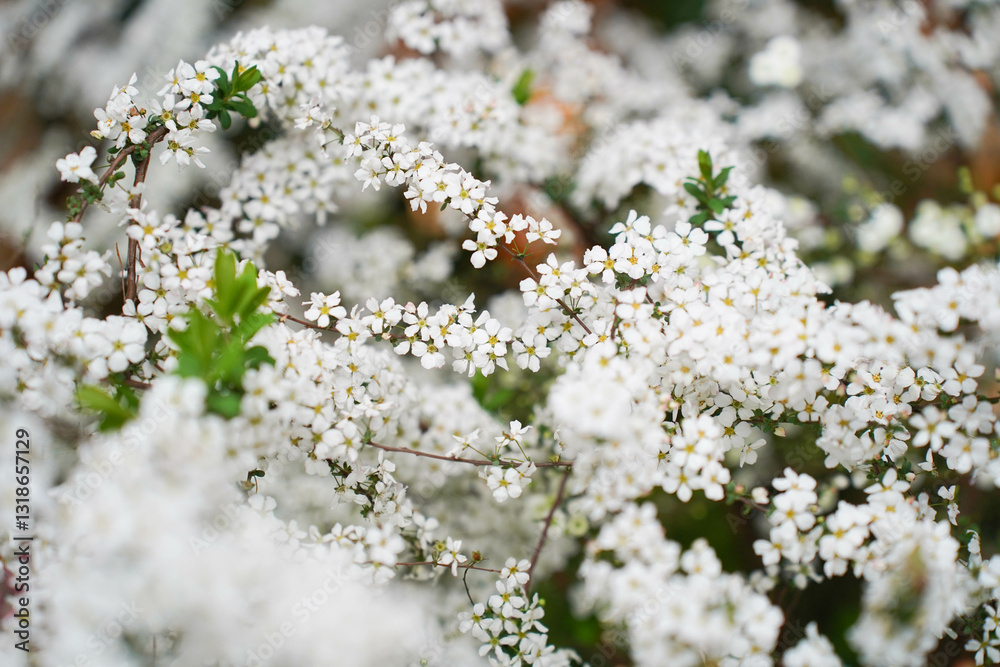 White flower of Fontanesia fortunei in bloom. Tiny flowers of Fontanesia fortunei Carrière. It belongs to the family of Oleaceae