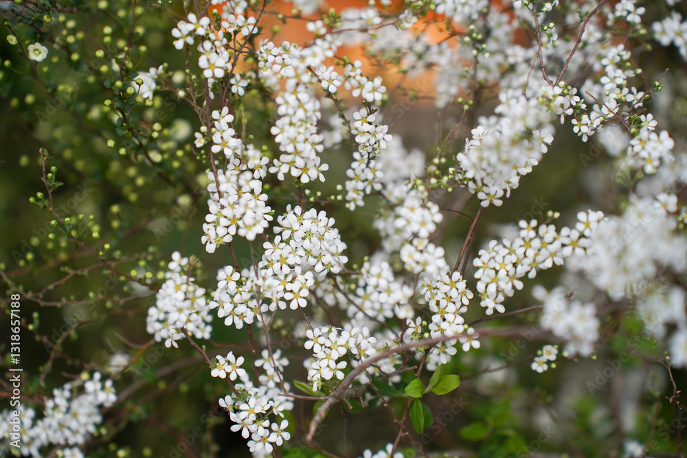 White flower of Fontanesia fortunei in bloom. Tiny flowers of Fontanesia fortunei Carrière. It belongs to the family of Oleaceae